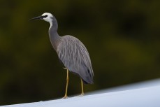 White-faced heron at Otokia Creek, Brighton,, Dunedin, New Zealand.