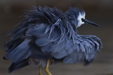 White-faced heron at Otokia Creek, Brighton,, Dunedin, New Zealand.