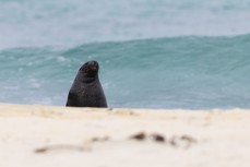 A male sea lion on patrol at Smaills Beach, Dunedin, New Zealand.