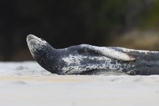 Leopard seal at Brighton Beach, Dunedin, New Zealand.