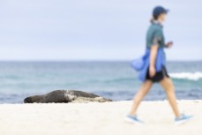 A walker passes a sea lion at Smaills Beach, Dunedin, New Zealand.