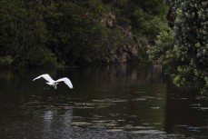 Kotuku (white heron) at Otokia Creek, Brighton, Dunedin, New Zealand.