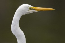 Kotuku (white heron) at Otokia Creek, Brighton, Dunedin, New Zealand.
