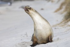 Seazar is 10 years old and seems to be pregnant at St Clair, Dunedin, New Zealand.