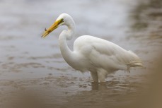 Kotuku (white heron) fishes in a coastal estuary near Dunedin, New Zealand.