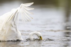 Kotuku (white heron) fishes in a coastal estuary near Dunedin, New Zealand.