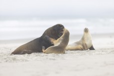 Female sea lion Nuki looks on as a large male harrasses her pup at Blackhead, Dunedin, New Zealand.Credit: Derek Morrison