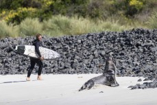 James Steiner dodges a sea lion at Blackhead, Dunedin, New Zealand.Credit: Derek Morrison