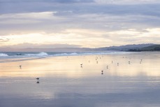 Seagulls at dusk at Blackhead, Dunedin, New Zealand.
Credit: Derek Morrison
