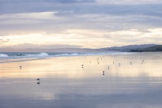 Seagulls at dusk at Blackhead, Dunedin, New Zealand.Credit: Derek Morrison