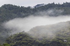 Mist rising in bush at Piha, Auckland, New Zealand. Photo: Derek Morrison