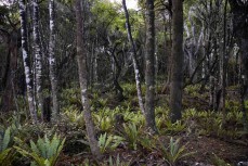 The forest meets the sea at Papatowai in the Catlins, New Zealand. Photo: Derek Morrison