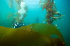 Divers at Horseshoe Bay at Rakiura Stewart Island, New Zealand.Credit: www.boxoflight.com/Derek Morrison