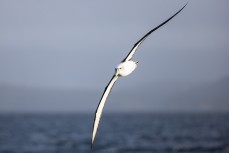 Albatross at Rakiura Stewart Island, New Zealand.Credit: www.boxoflight.com/Derek Morrison
