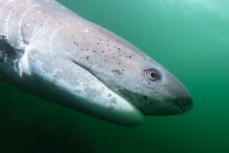 Seven gill shark at Rakiura Stewart Island, New Zealand.Credit: www.boxoflight.com/Derek Morrison