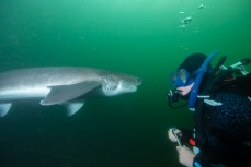 Dive Otago's Emma Hutchison meets a seven gill shark at Rakiura Stewart Island, New Zealand.Credit: www.boxoflight.com/Derek Morrison