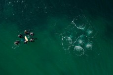 Divers at Horseshoe Bay at Rakiura Stewart Island, New Zealand.Credit: www.boxoflight.com/Derek Morrison