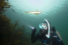 Emma Hutchinson dives at The Neck, Rakiura Stewart Island, New Zealand.Credit: www.boxoflight.com/Derek Morrison