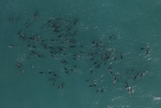 A large pod of dusky dolphins (Lagenorhynchus obscurus) Kaikoura, New Zealand. Photo: Derek Morrison