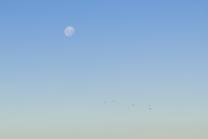 Full moon and flock of birds over Kaikoura, New Zealand. Photo: Derek Morrison