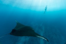 Manta ray at Manta Bay at Nusa Penida, Indonesia.
