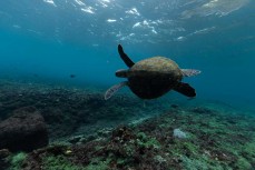 Green sea turtle at Crystal Bay, Nusa Penida, Indonesia.