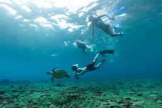 Green sea turtle at Crystal Bay, Nusa Penida, Indonesia.