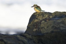 The king of fishers at St Clair, Dunedin, New Zealand.
Photo: Derek Morrison