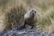 X770 is an eighteen month old male sea lion, who was born on Rakiura, visiting at Blackhead, Dunedin, New Zealand.Photo: Derek Morrison