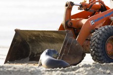 A cheeky sea lion inspects DCC work to bolster the sand bags ahead of a big swell at St Clair, Dunedin, New Zealand.
Photo: Derek Morrison