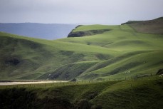 Rolling hill country in the Catlins, New Zealand. Photo: Derek Morrison