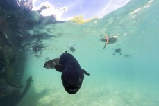 Tuna, or longfin eels swim beneath a jetty near Wanaka, New Zealand.