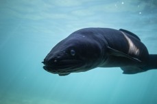 Tuna, or longfin eels swim beneath a jetty near Wanaka, New Zealand.