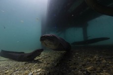 Tuna, or longfin eels swim beneath a jetty near Wanaka, New Zealand.