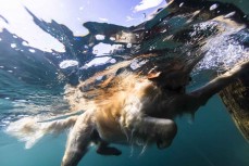 Mila, the golden retriever swimming in Lake Wanaka, Central Otago, New Zealand.