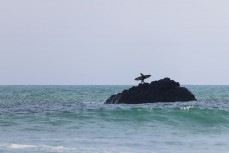 A surfer climbs a rock during a spring session at Second Beach near St Clair, Dunedin, New Zealand.
Photo: Derek Morrison