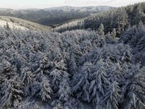 Fresh snow fall coats trees and bush near Flagstaff in the hills above Dunedin, New Zealand.