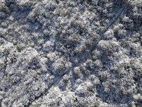 Fresh snow fall coats trees and bush near Flagstaff in the hills above Dunedin, New Zealand.