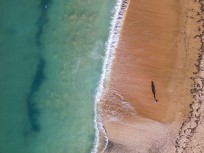 Beach walker on a sunny afternoon at Cable Bay, Northland, New Zealand.