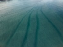 Lines of silt-laden water on the East Cape,, New Zealand.