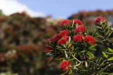 Pohutukawa flowering at Lottin Point on the East Cape,, New Zealand.