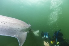 A sevengill shark swims into investigate fillmmaker Iain Frengley at Rakiura Stewart Island, New Zealand.
Credit: www.boxoflight.com/Derek Morrison