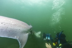 A sevengill shark swims into investigate fillmmaker Iain Frengley at Rakiura Stewart Island, New Zealand.Credit: www.boxoflight.com/Derek Morrison