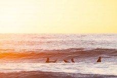 Surfers soak in the arvo light at Piha, Auckland, New Zealand.