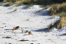 A pair of boxer dogs harass a female sea lion at Blackhead, Dunedin, New Zealand.
Photo: Derek Morrison