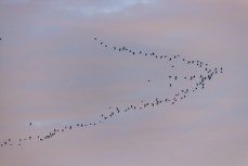 Seagulls on a mission near Kaikoura, New Zealand. Photo: Derek Morrison