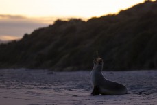 A female sea lion Phocarctos hookeri frolics on the beach at dusk, Blackhead, Dunedin, New Zealand.Photo: Derek Morrison