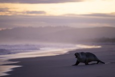 A female sea lion Phocarctos hookeri frolics on the beach at dusk, Blackhead, Dunedin, New Zealand.Photo: Derek Morrison