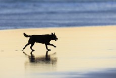 Remi stalks the evening light at Blackhead, Dunedin, New Zealand.