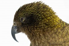 Kea at Treble Cone ski field, Wanaka, New Zealand.